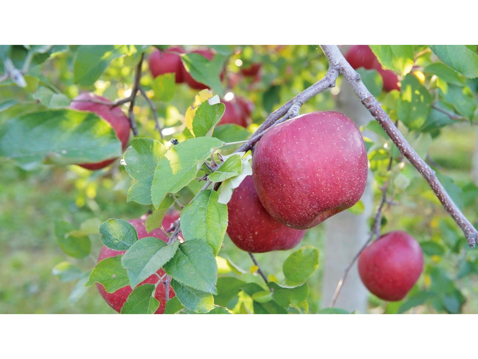 青森県りんごジュース シャイニー果実のおもてなし ゆずりん 200ml| コープこうべネット